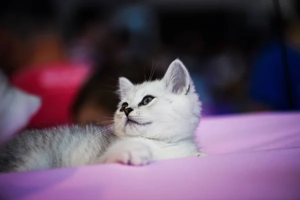 Милий Маленький Білий Кошеня — стокове фото