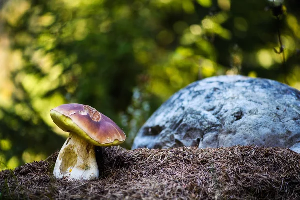 Boletus Sammal Metsässä Sienet Etsivät Poimivat Metsästä Boletus Edulis Syötävä — kuvapankkivalokuva