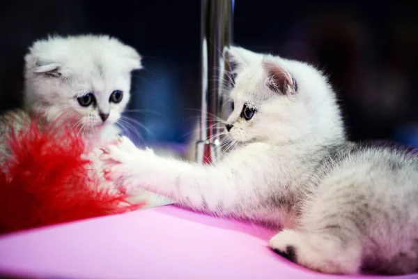 Cute Little White Kitten — Stock Photo, Image
