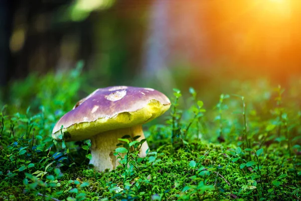 Boletus Moss Forest Mushrooms Searching Picking Forest Boletus Edulis Edible — Stock Photo, Image