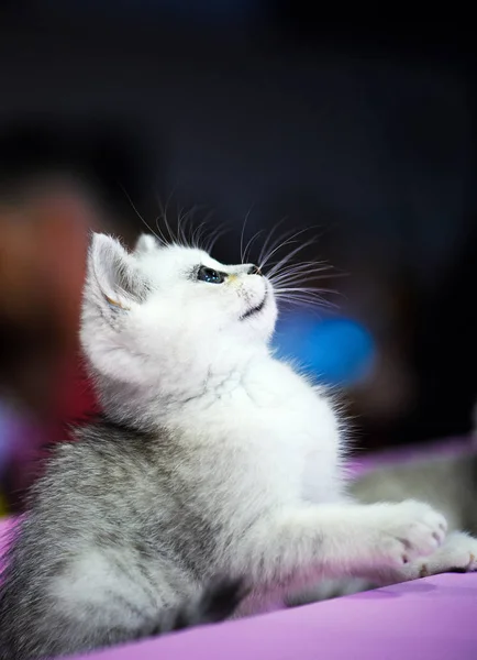 Gatinho Branco Bonito Pouco — Fotografia de Stock