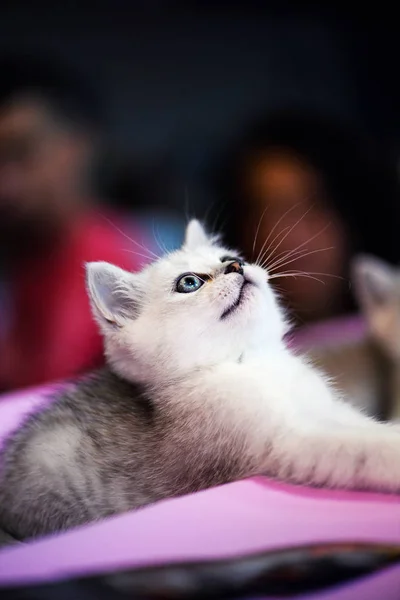 Ładny Mały Biały Kotek — Zdjęcie stockowe