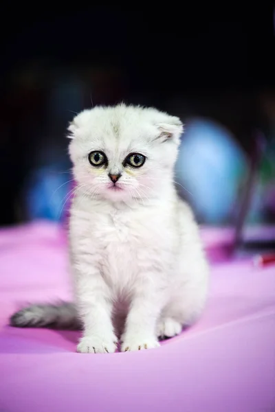 Cute Little White Kitten — Stock Photo, Image