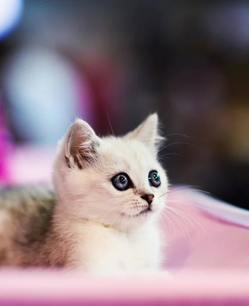 Lindo Gatito Blanco — Foto de Stock