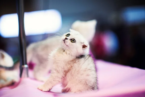 Śliczne Białe Kotka Niesamowite Oczy — Zdjęcie stockowe