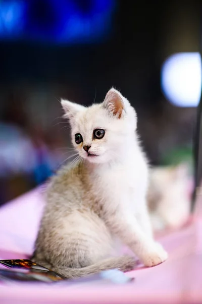Sevimli Beyaz Kedicik — Stok fotoğraf