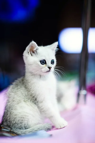 Gatinho Branco Bonito Pouco — Fotografia de Stock