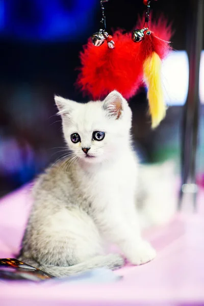 Cute Little White Kitten Amazing Eyes — Stock Photo, Image