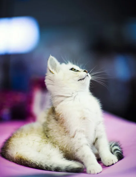 Lindo Gatito Blanco —  Fotos de Stock