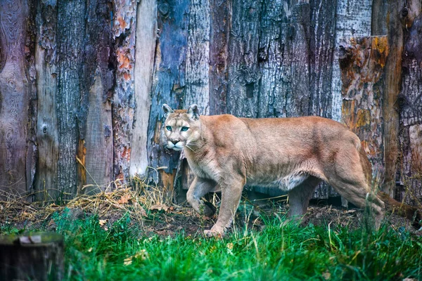 マウンテン ライオン クーガー ピューマの肖像画 — ストック写真