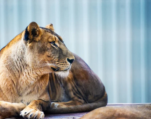 Портрет Африканской Львицы Panthera Leo — стоковое фото