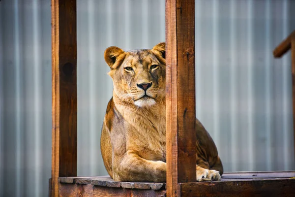 Retrato Uma Leoa Africana Panthera Leo — Fotografia de Stock