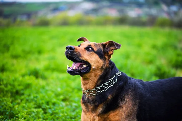 Gelukkige Hond Groen Gras — Stockfoto