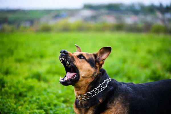 Yeşil Çimenlerin Üzerinde Kızgın Köpek — Stok fotoğraf
