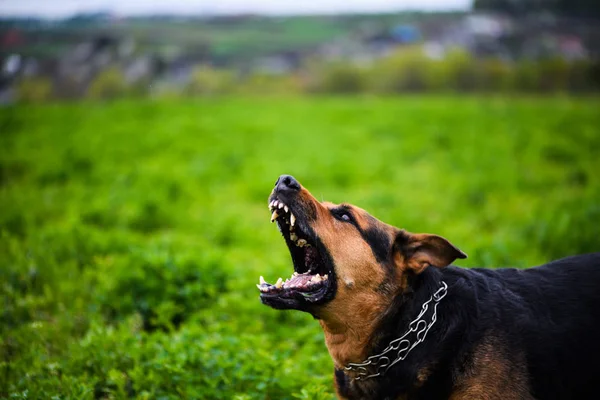 Cão Irritado Grama Verde — Fotografia de Stock