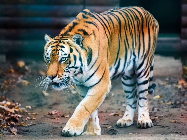 Vackra Amur Tiger Porträtt — Stockfoto
