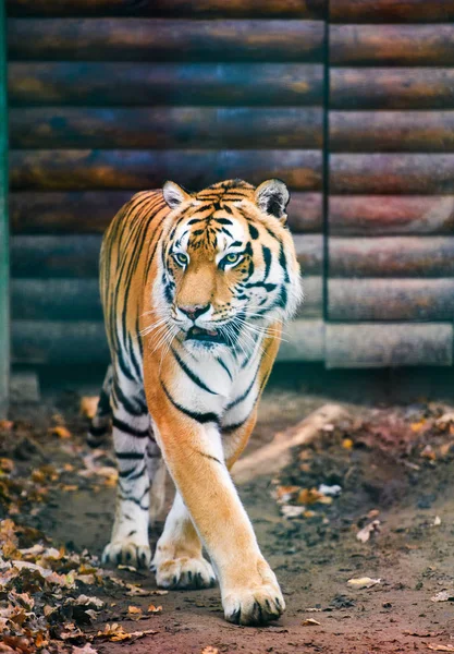 Vackra Amur Tiger Porträtt — Stockfoto