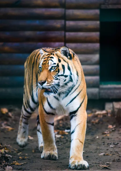 Krásný Amur Tygr Portrét — Stock fotografie