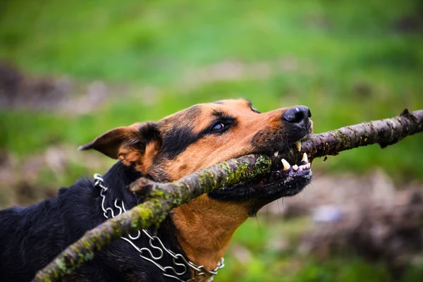 Grappige Hond Met Een Stok Tanden — Stockfoto