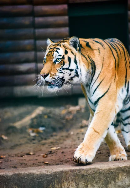 Mooie Amur Tijger Portret — Stockfoto