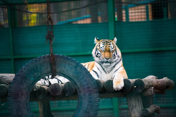 Tiger Djurparken Vackra Och Kraftfulla Foto Denna Majestätiska Djur — Stockfoto