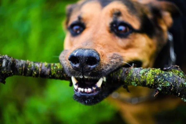 Funny dog with a stick in the teeth