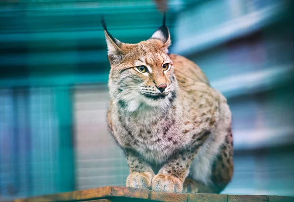 Lynx Gato Salvaje Euroasiático — Foto de Stock