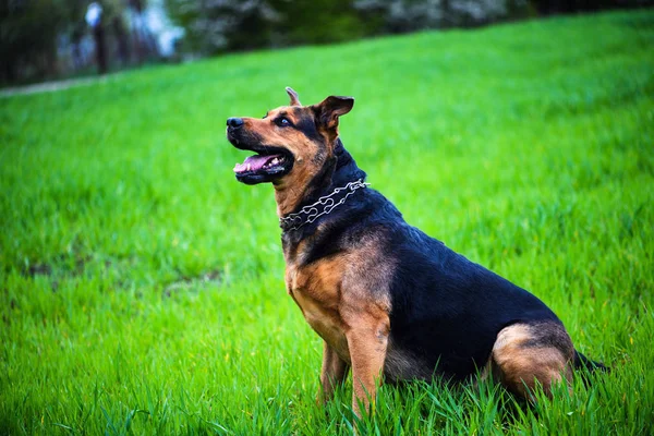 Lycklig Hund Grönt Gräs — Stockfoto