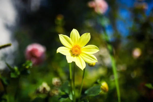 Prachtige Lente Bloemen Achtergrond — Stockfoto