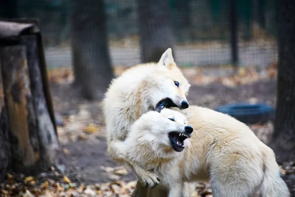 Dois Lobos Árticos Lutando — Fotografia de Stock