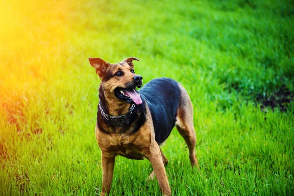 Retrato Cão Feliz Livre — Fotografia de Stock