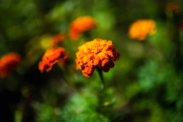 Schöne Frühlingsblumen Hintergrund — Stockfoto