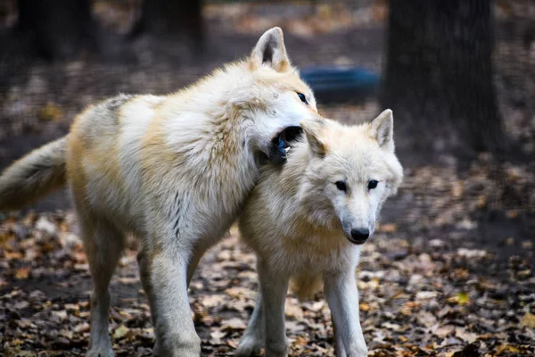 Zwei Arktische Wölfe Kampf — Stockfoto