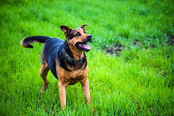 Lycklig Hund Grönt Gräs — Stockfoto