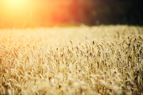 Golden Wheat Field Sunny Day — Stock Photo, Image