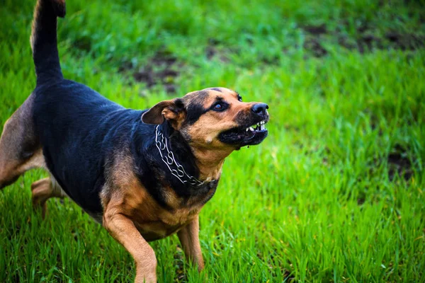 Leuke Schattige Hond Selectieve Focus — Stockfoto