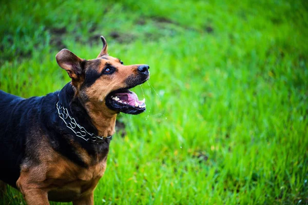 Gelukkige Hond Groen Gras — Stockfoto