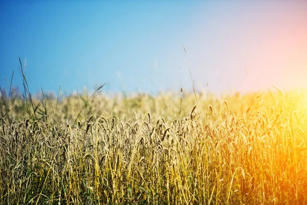 Goldenes Weizenfeld Und Sonniger Tag — Stockfoto