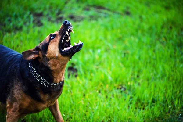 Leuke Schattige Hond Selectieve Focus — Stockfoto