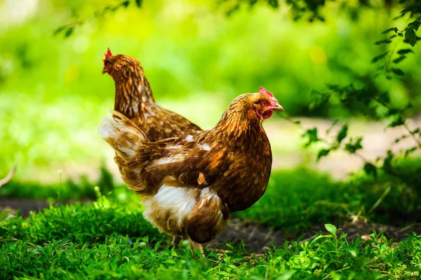 Курица Ферме — стоковое фото