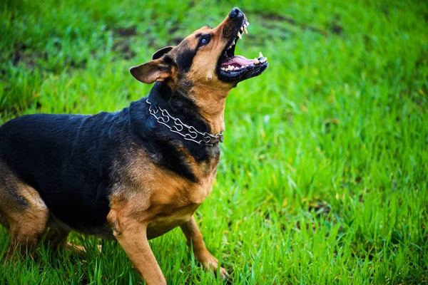 Söt Söt Hund Selektivt Fokus — Stockfoto