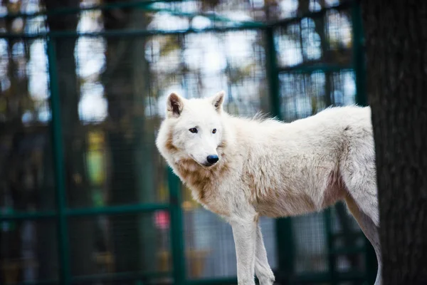 Söt Söt Hund Selektivt Fokus — Stockfoto