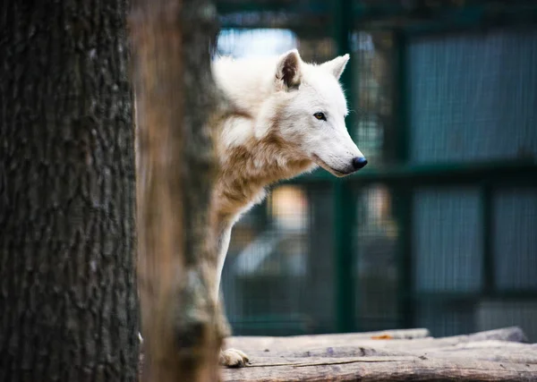 Söt Söt Hund Selektivt Fokus — Stockfoto