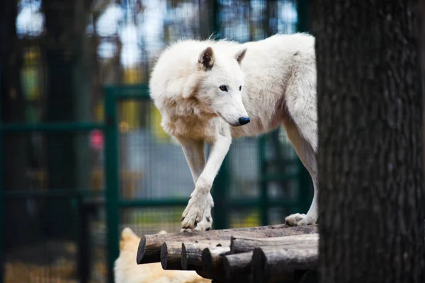 Söt Söt Hund Selektivt Fokus — Stockfoto