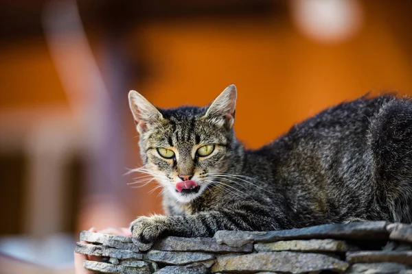 Portrét Krásné Kočky — Stock fotografie