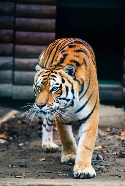 Belo Retrato Tigre Amur — Fotografia de Stock