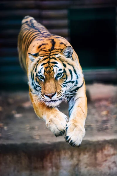 Jumping Tiger Vackra Dynamiska Och Kraftfulla Foto Denna Majestätiska Djur — Stockfoto