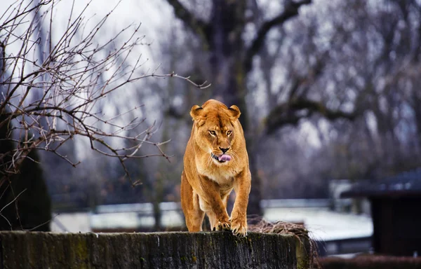 Ritratto Leonessa — Foto Stock