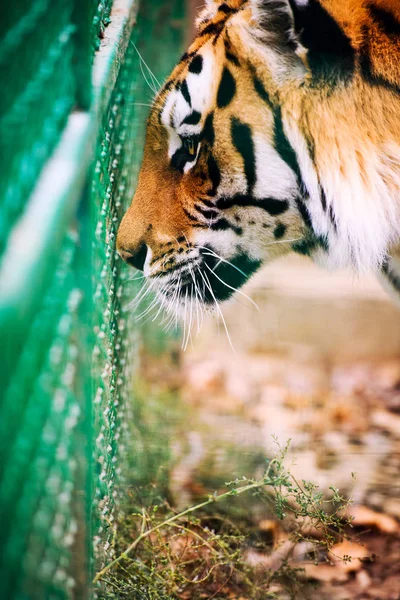 Krásný Amur Tygr Portrét — Stock fotografie