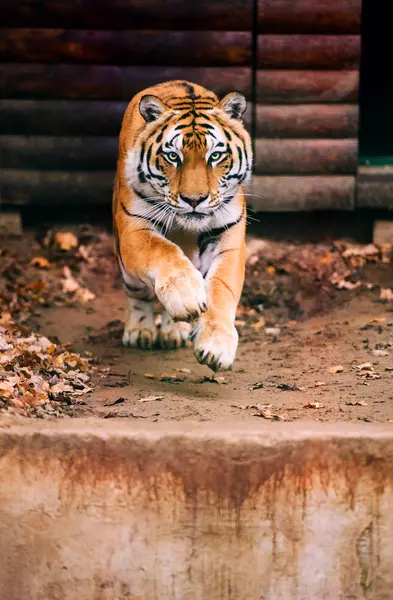 Vackra Amur Tiger Porträtt — Stockfoto